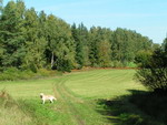 cesta z lesa